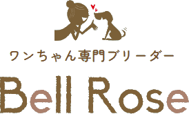 Bell Rose（子犬販売、ブリーダー、トリミング、ペットホテル）延岡、日向、宮崎