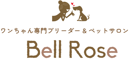 Bell Rose（子犬販売、ブリーダー、トリミング、ペットホテル）延岡、日向、宮崎